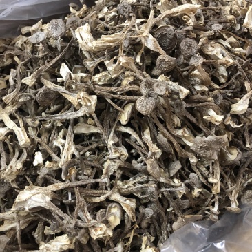 鹿茸菇