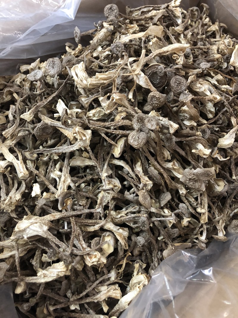 鹿茸菇