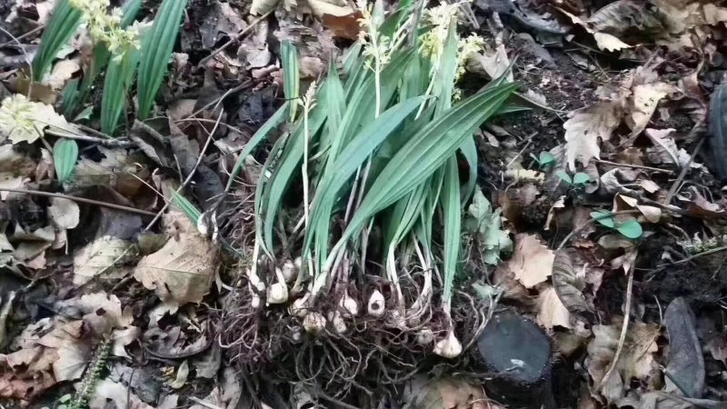 毛慈菇