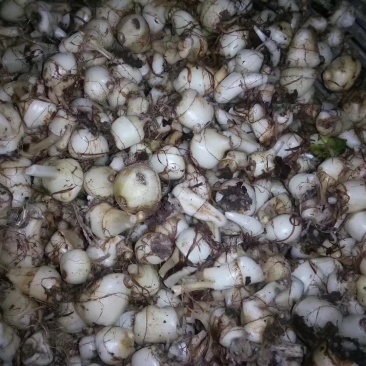 毛慈菇