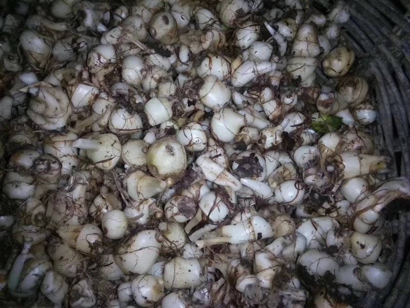 毛慈菇