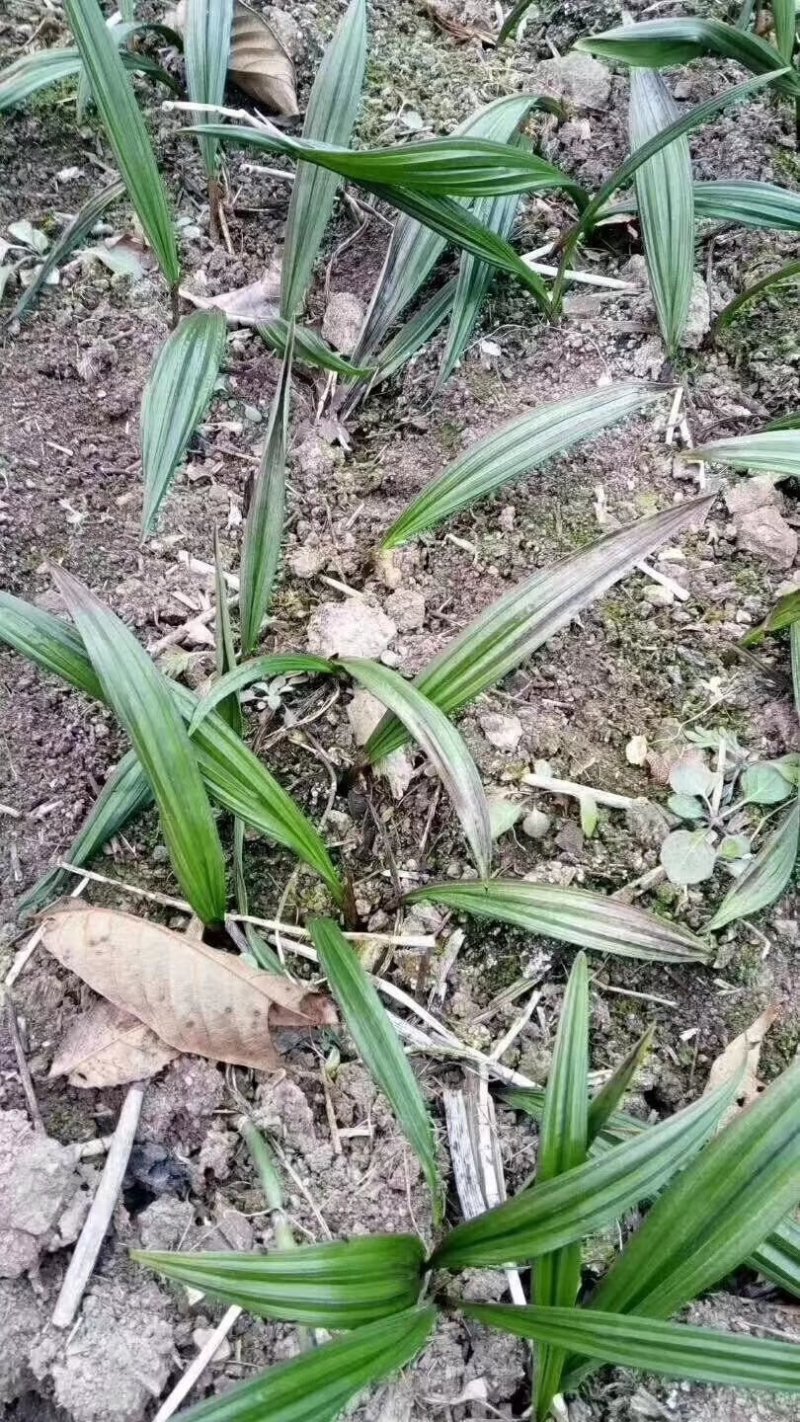 毛慈菇