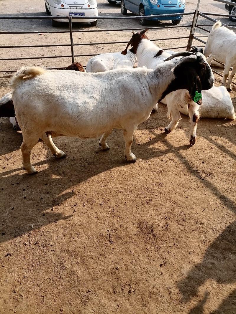 纯种波尔山羊，种羊羊羔，优质品种，货源充足，有要羊的联系