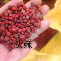 中药材火棘