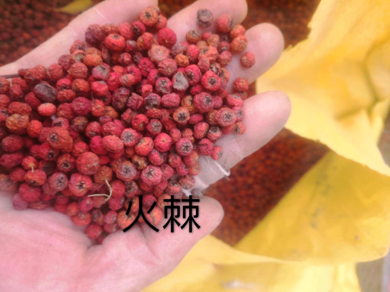 中药材火棘