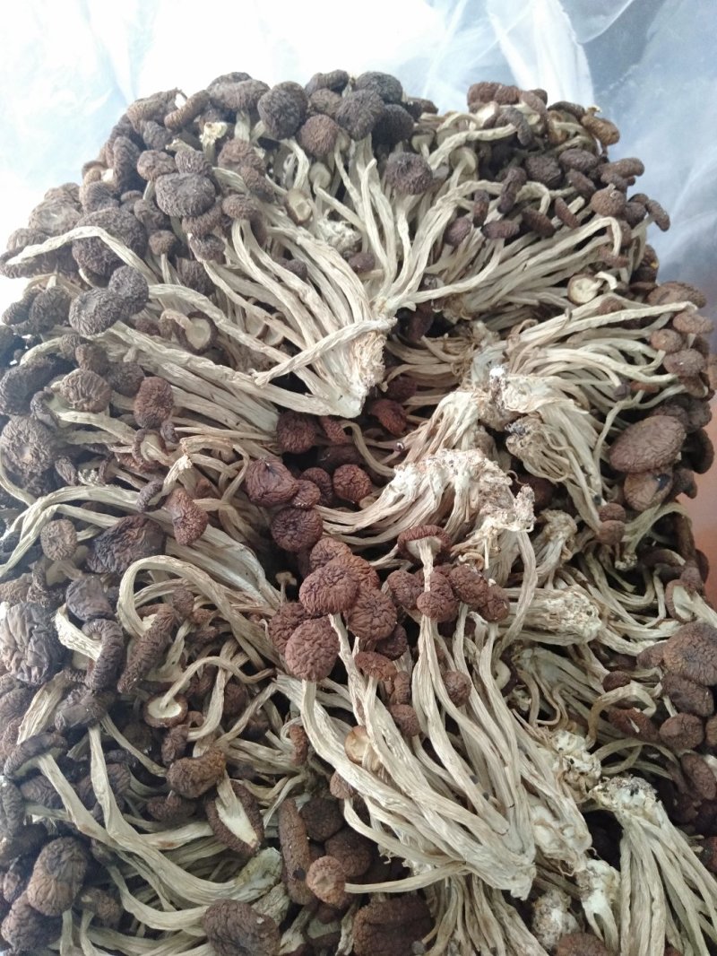 广东河源茶树菇，10斤一箱大量批发零售优惠…………