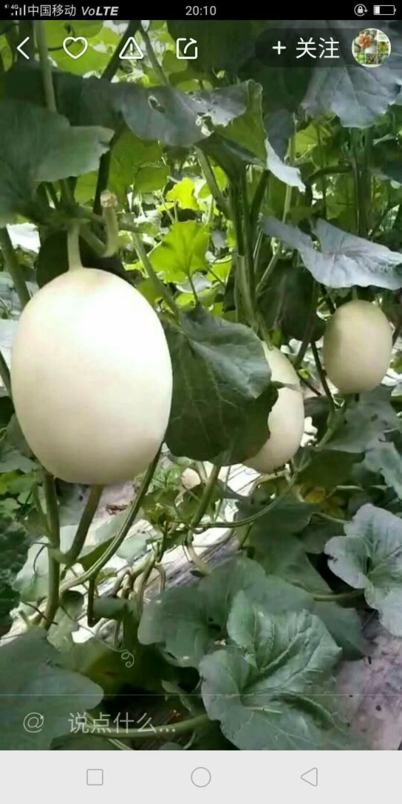 西州蜜瓜2斤以上长圆形