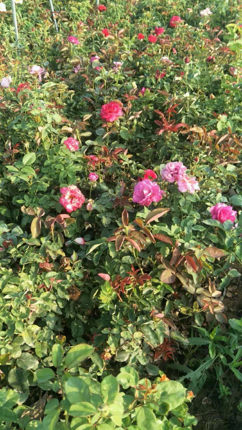 营养杯月季，嫁接月季苗出售，绿化山西运城市基地。