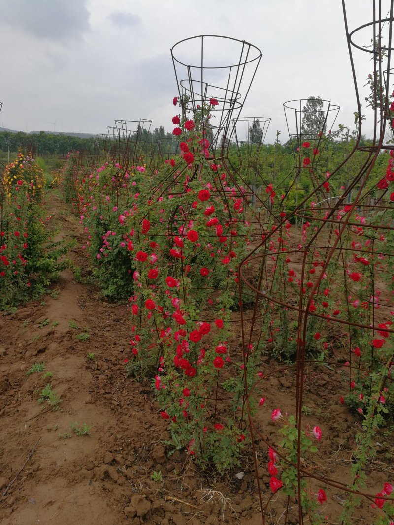 营养杯月季，嫁接月季苗出售，绿化山西运城市基地。