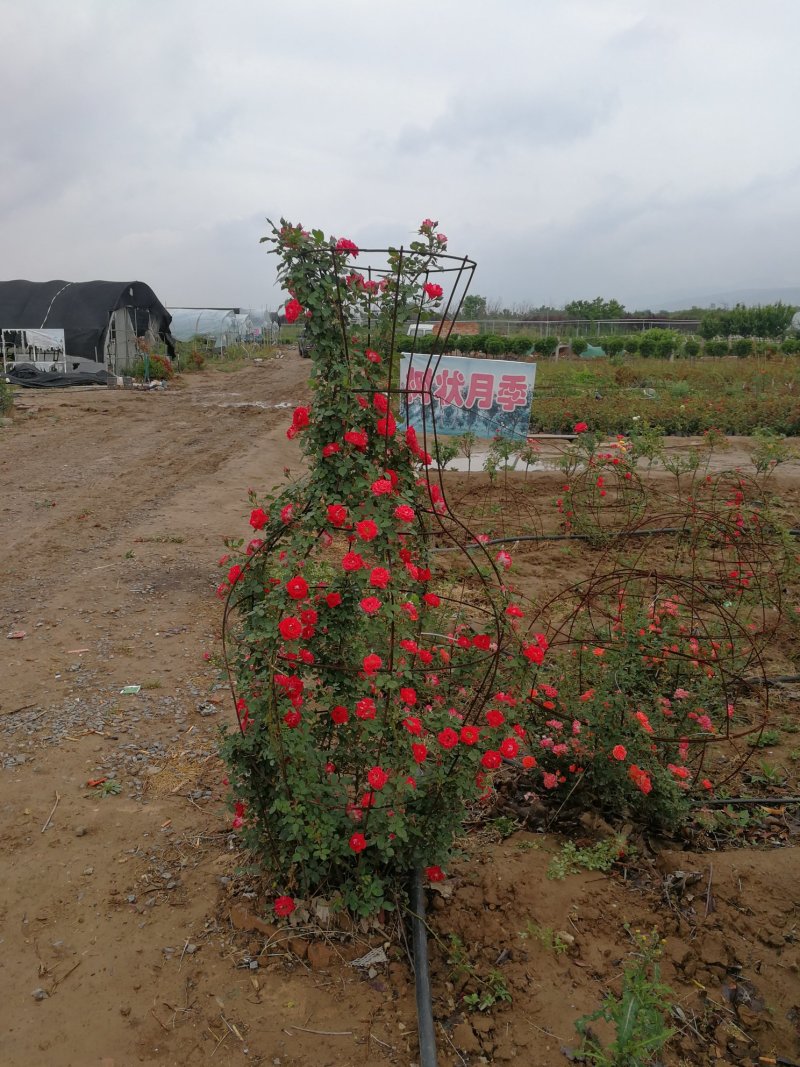 营养杯月季，嫁接月季苗出售，绿化山西运城市基地。
