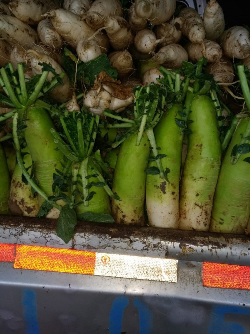 青头罐萝卜质量好货多价格低有需要的联系，新野合顺蔬菜基地