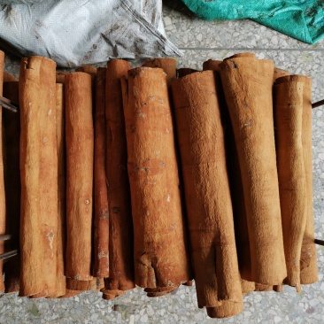广西桂皮陈桂桂通产地直销无硫无添加