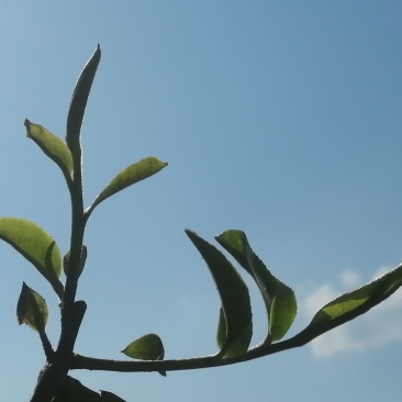 布朗山茶区自家茶源