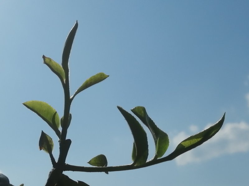 布朗山茶区自家茶源