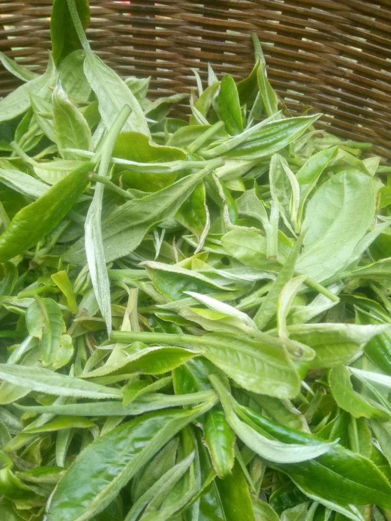 布朗山茶区自家茶源