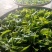 布朗山茶区自家茶源