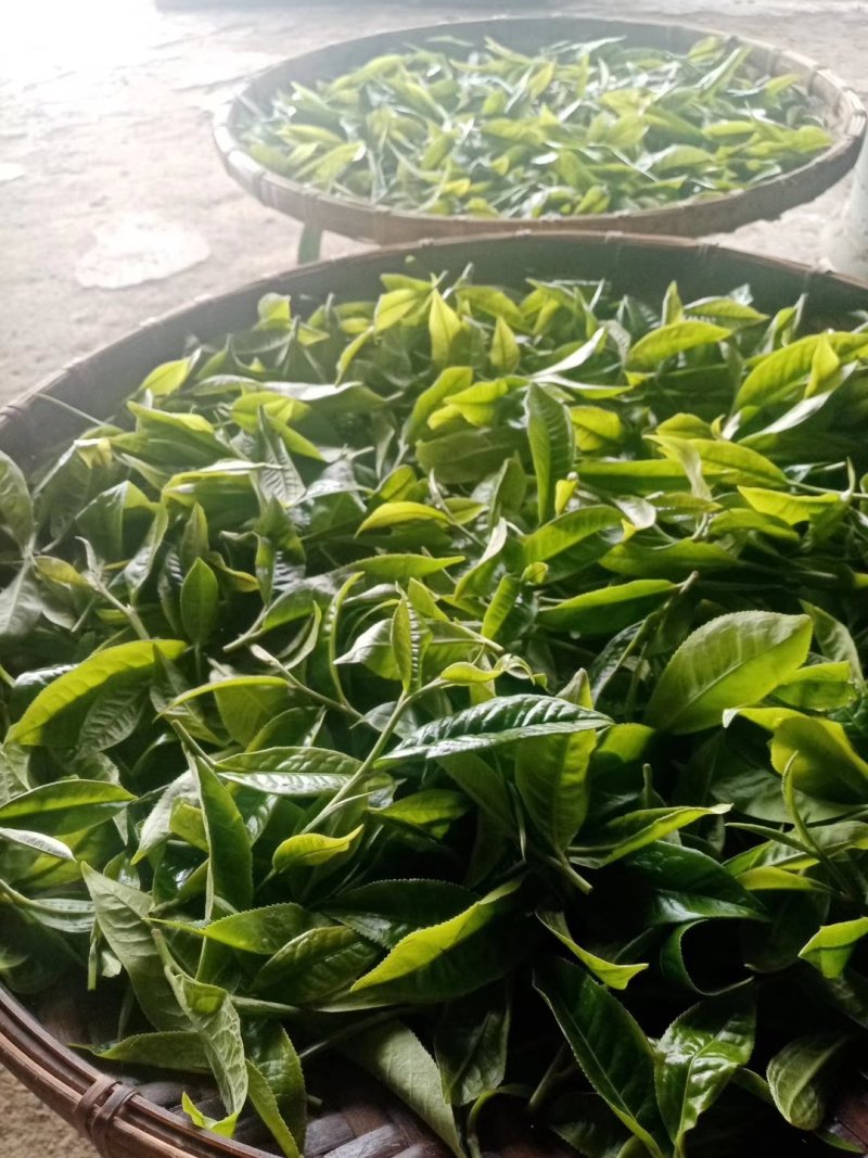 布朗山茶区自家茶源