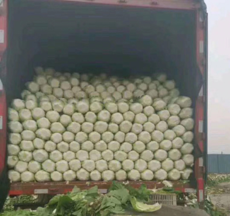 湖北黄心白菜矮棵品质保证，456斤量大价优惠