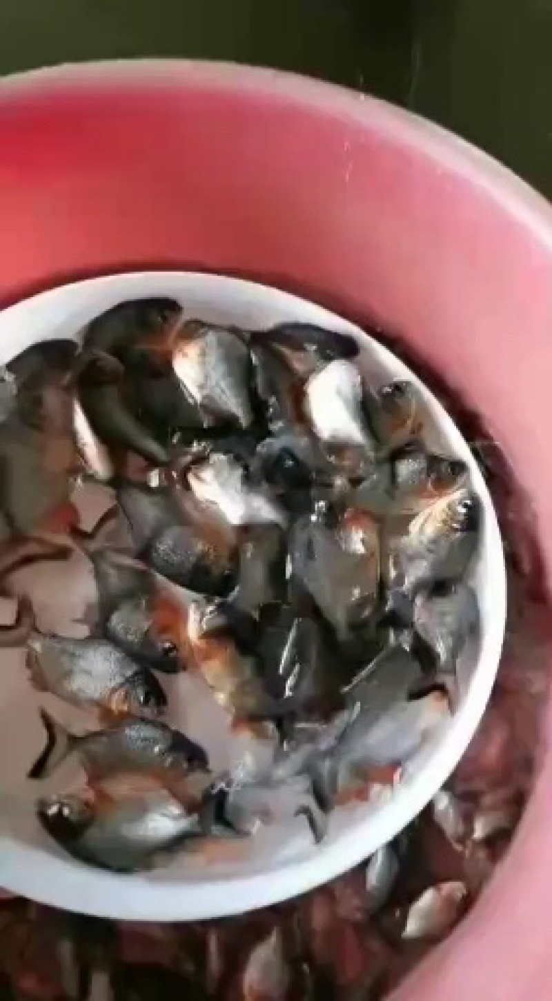 白鲳鱼苗/红鲳鱼/快大杂吃