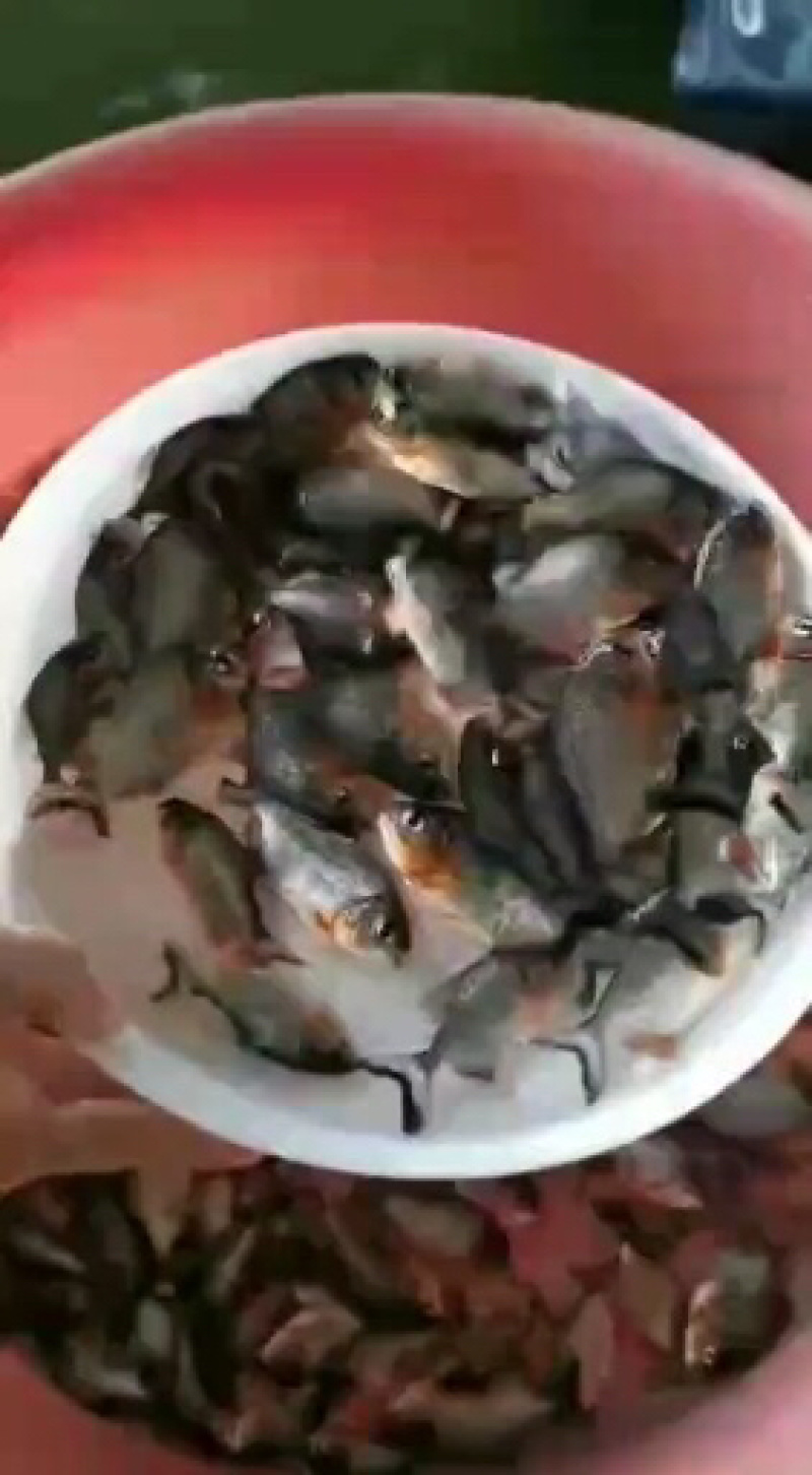 白鲳鱼苗/红鲳鱼/快大杂吃