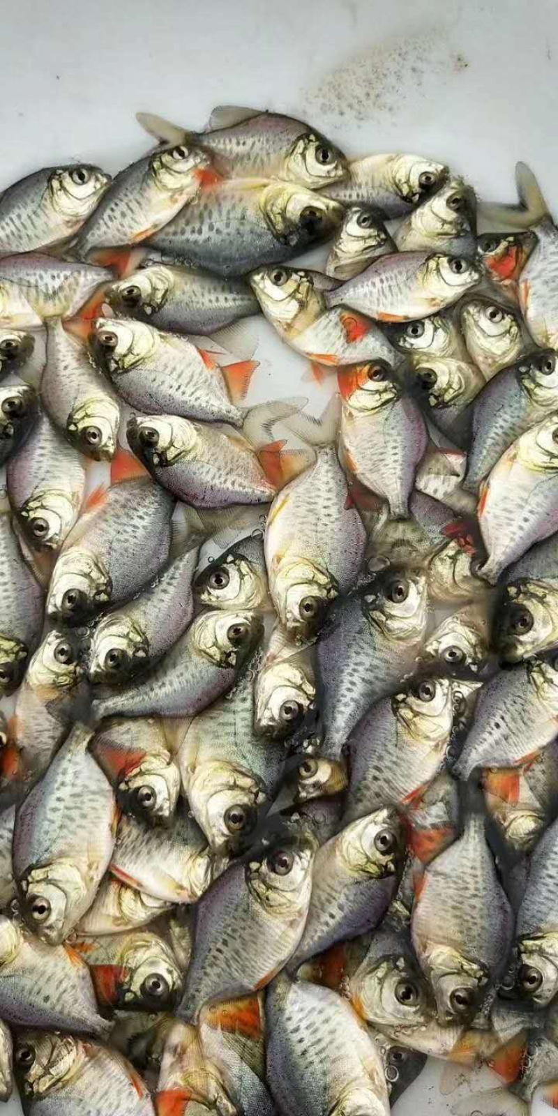 白鲳鱼苗/红鲳鱼/快大杂吃