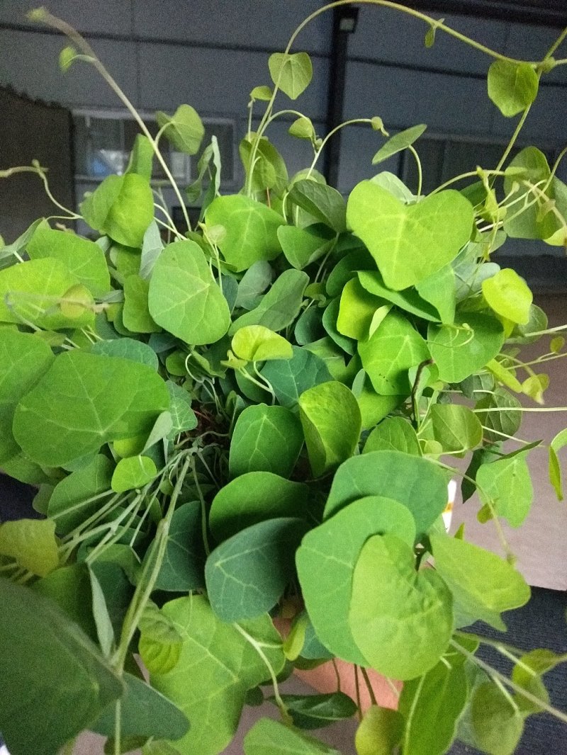 粉防己种苗，药典粉防己子小苗