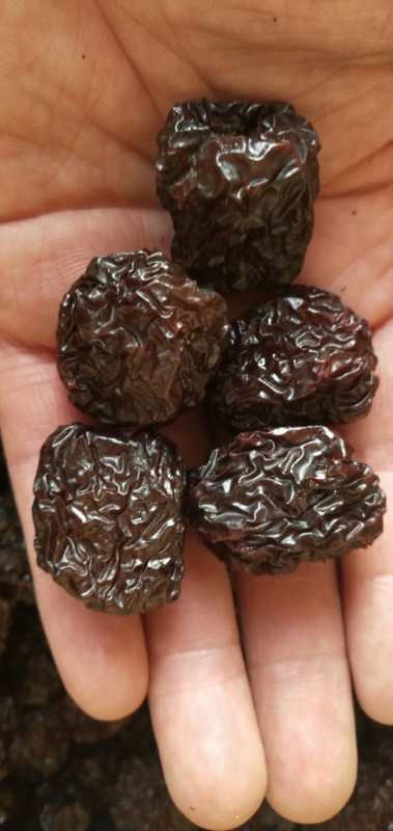 【新品推荐】特产紫晶乌枣黑枣厂家直批规格全价格实惠