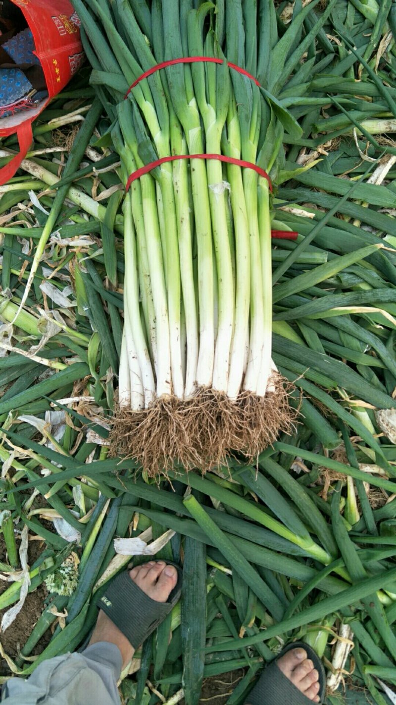 安阳青葱大葱净葱，长白大葱，质量好，价格便宜。