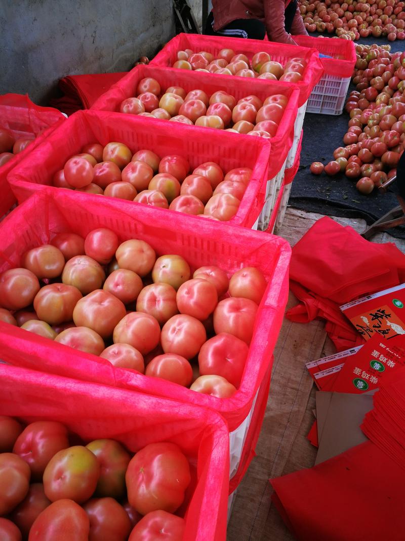 西红柿大量上市中，质量很好