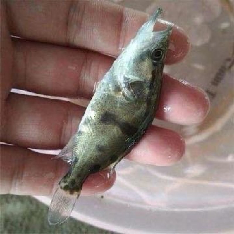 【推荐】2023鳜鱼苗/桂花鱼苗/翘嘴鳜超低价全国包邮