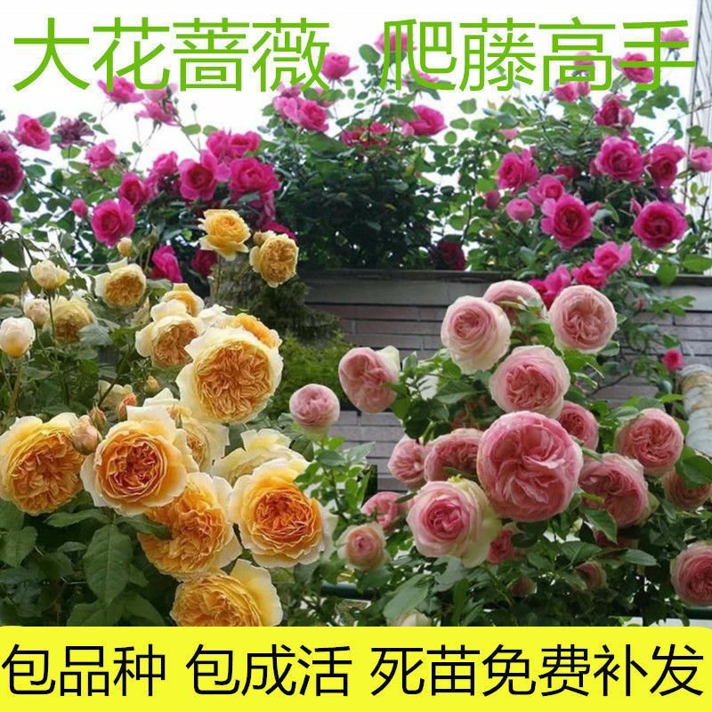 蔷薇花苗爬藤植物攀援花卉当年开花蔷薇苗室内庭院盆栽地栽