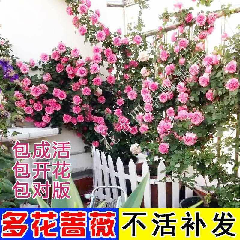 蔷薇花苗爬藤植物攀援花卉当年开花蔷薇苗室内庭院盆栽地栽