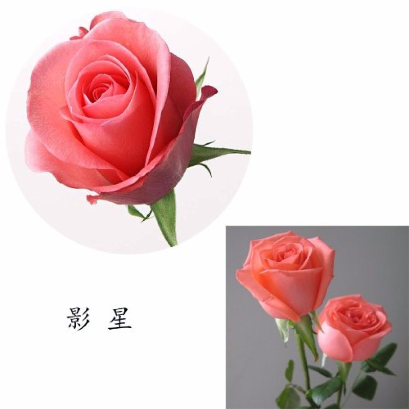 昆明月季玫瑰大苗裸根36株三颜色送小苗10棵一色