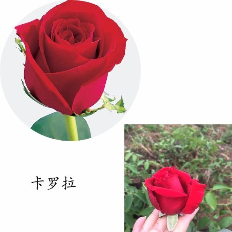 昆明月季玫瑰大苗裸根36株三颜色送小苗10棵一色