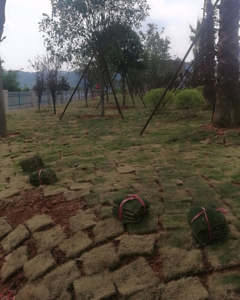 绿化草皮指定江西赣州附近