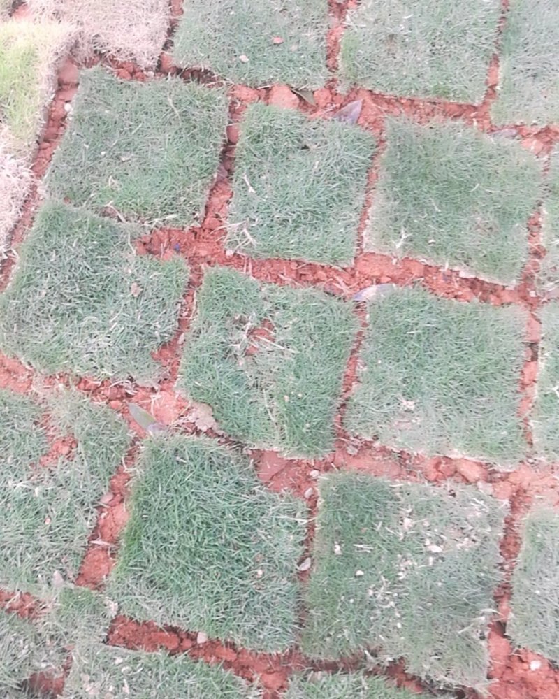 绿化草皮指定江西赣州附近