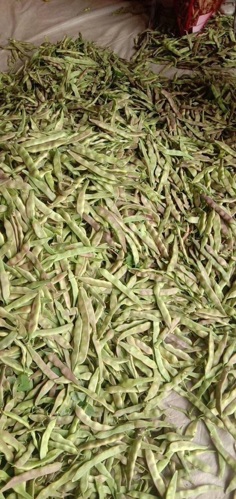 油豆角紫花油豆万亩基地产地直销保质保量