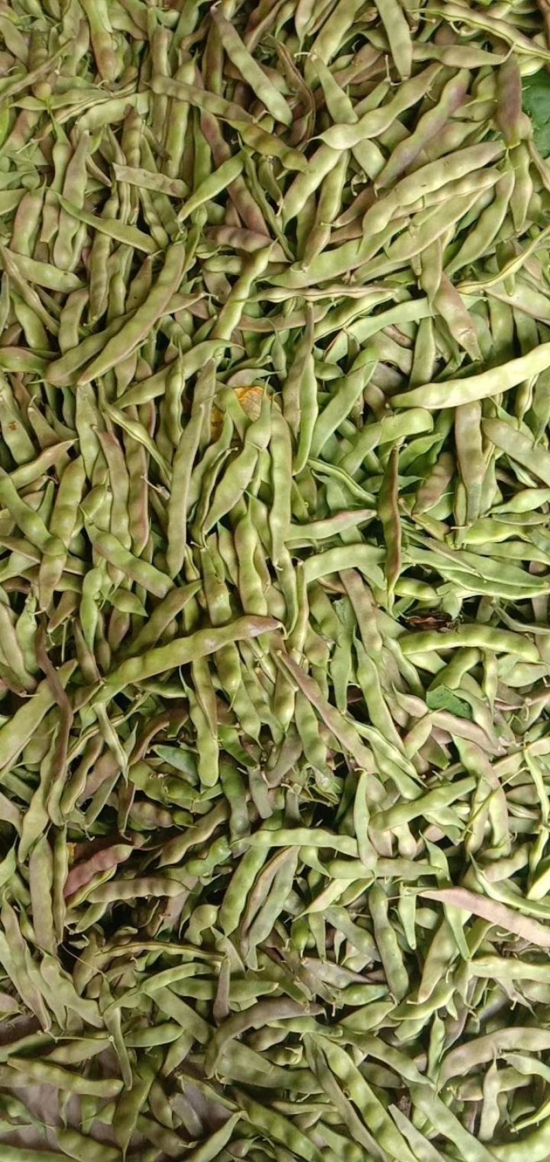 油豆角紫花油豆万亩基地产地直销保质保量