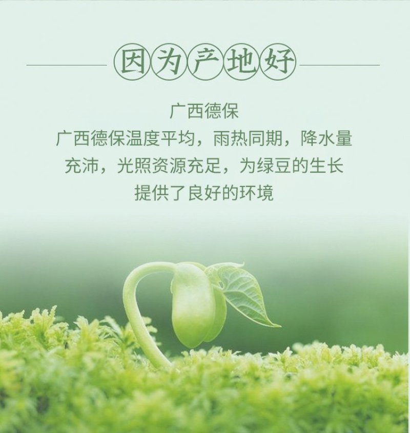 德保绿豆健康美味