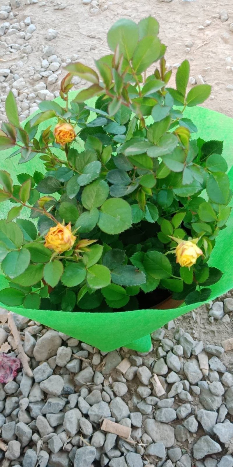 玫瑰盆栽基地直发
