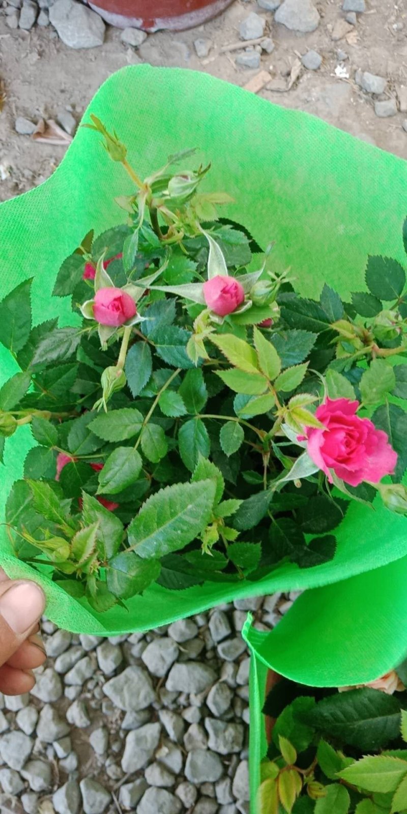 玫瑰盆栽基地直发