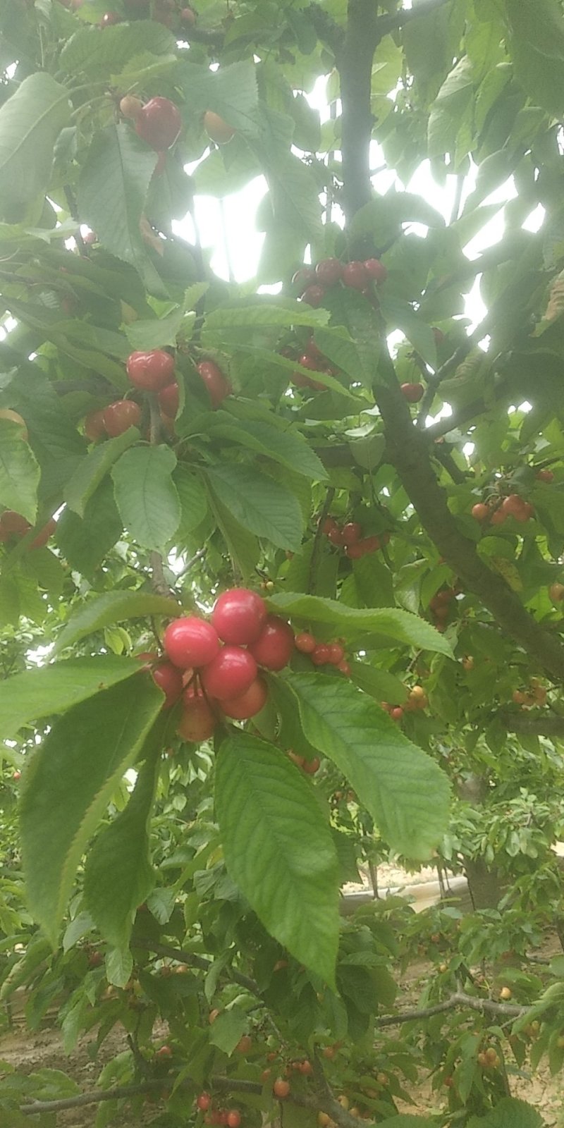山西绛县樱桃