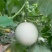 【活动】山东玉菇甜瓜哈蜜瓜甜蜜多汁产地直发一件代发包邮