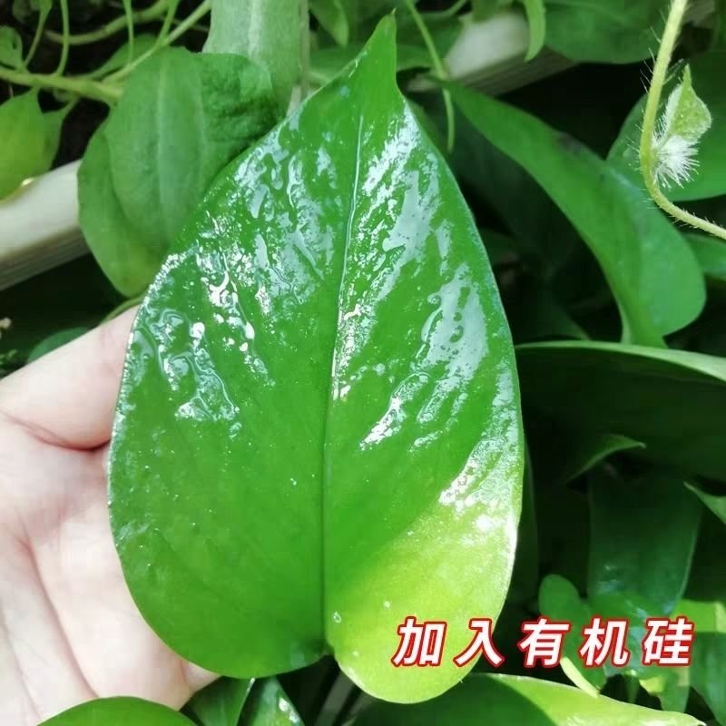 青皮精油渗透剂杀菌剂杀虫剂除草剂助剂产品青皮精油