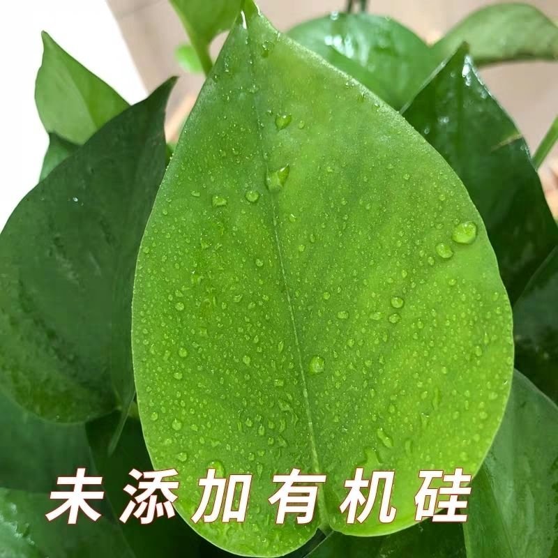 青皮精油渗透剂杀菌剂杀虫剂除草剂助剂产品青皮精油