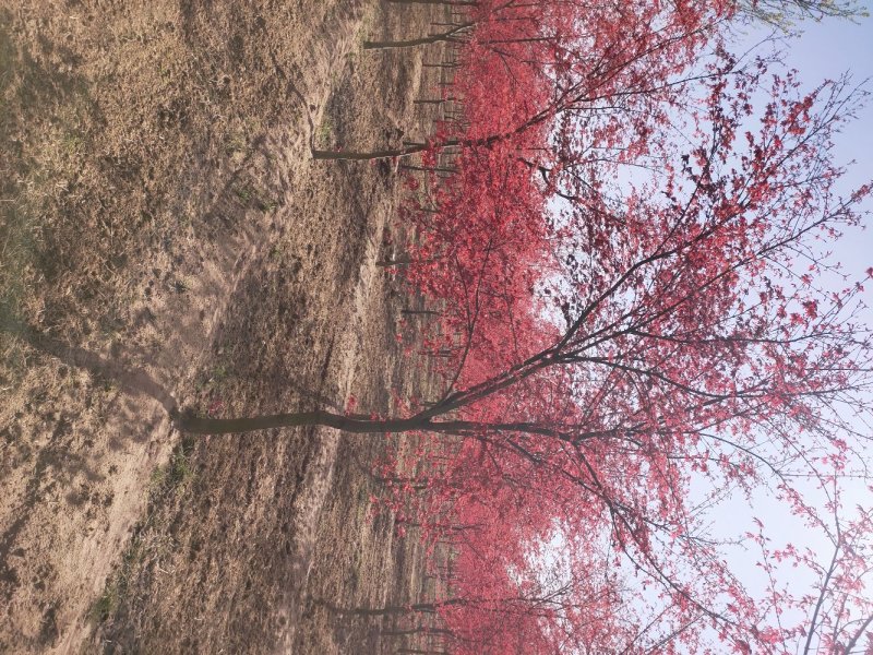 红枫，日本红枫，红枫树，红枫红舞姬，基地直销，可视频看货