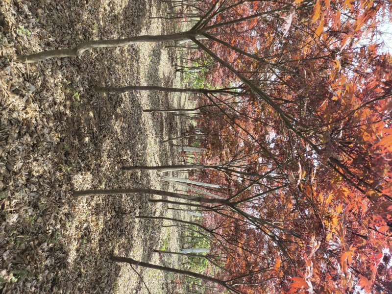 红枫，日本红枫，红枫树，红枫红舞姬，基地直销，可视频看货