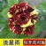 妖姬玫瑰花苗盆栽红色玫瑰花四季开花室内花卉阳台植物易成