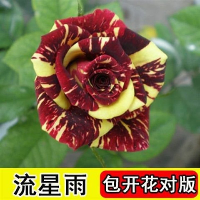 妖姬玫瑰花苗盆栽红色玫瑰花四季开花室内花卉阳台植物易成