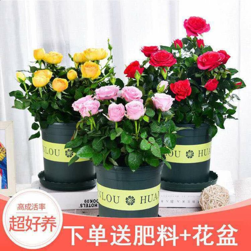妖姬玫瑰花苗盆栽红色玫瑰花四季开花室内花卉阳台植物易成